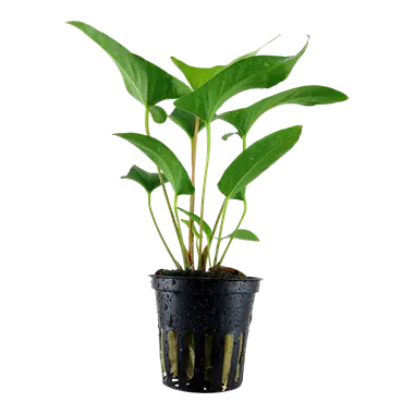 Tropica Anubias gracilis Tropical Treasures Wyo LLC