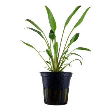 Tropica Cryptocoryne Willisii Tropical Treasures Wyo LLC