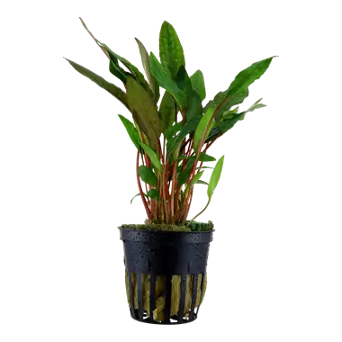 Tropica Cryptocoryne Petchii Tropical Treasures Wyo LLC