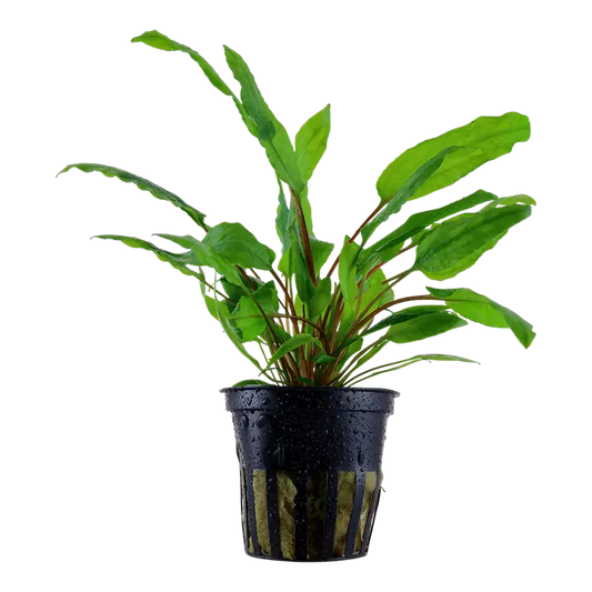 Tropica Cryptocoryne Wendtii Green Tropical Treasures Wyo LLC