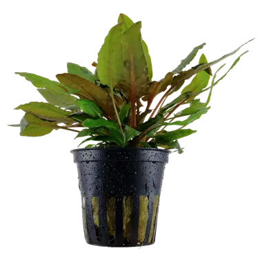Tropica Cryptocoryne Wendtii Tropical Treasures Wyo LLC