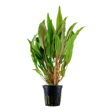 Tropica Cryptocoryne Broad Leaf Tropical Treasures Wyo LLC