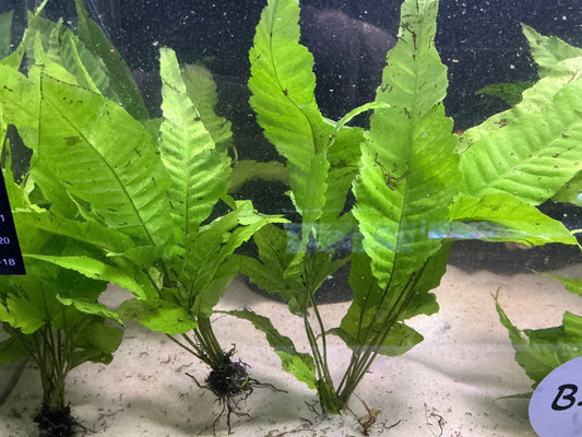 Bolbitis Broadleaf (Large) – African Water Fern with wide green leaves for aquascaped aquariums