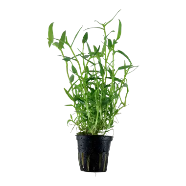 Tropica Murdannia Tropical Treasures Wyo LLC