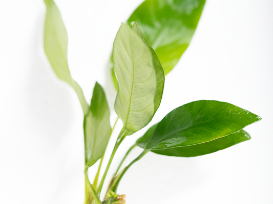 Anubias Barteri Striped