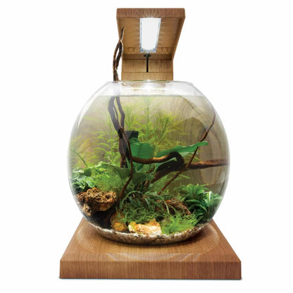Fluval LIV 6L desktop aquarium teak
