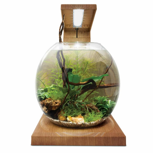 Fluval LIV 6L desktop aquarium teak