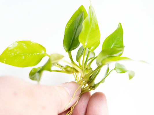 Anubias Golden Nana