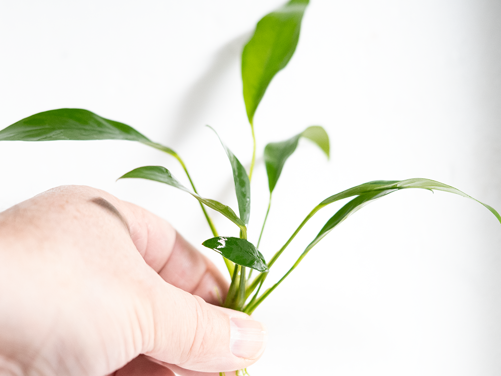 Anubias Congensis