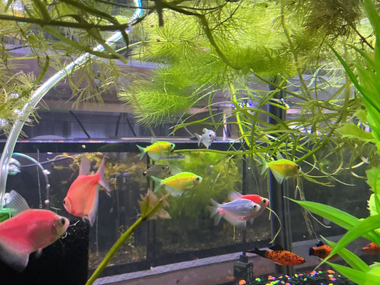 GloFish® Electric Green® Tetra