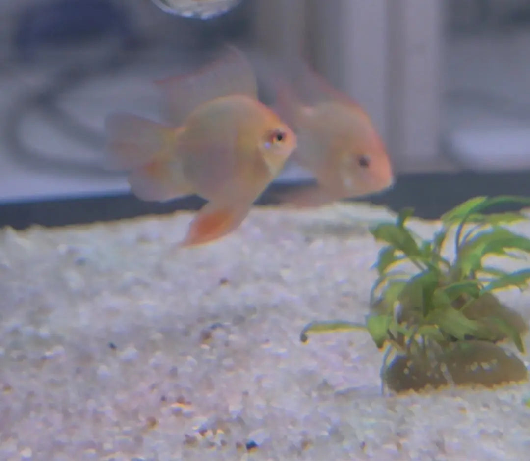 Gold Balloon Ram Cichlid (Mikrogeophagus ramirezi), golden balloon-bodied freshwater dwarf cichlid