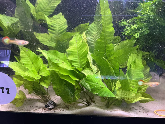 Shop Bolbitis heudelotii. Hardy African Water Fern with lush green fronds—perfect for driftwood or rock in freshwater planted aquariums.