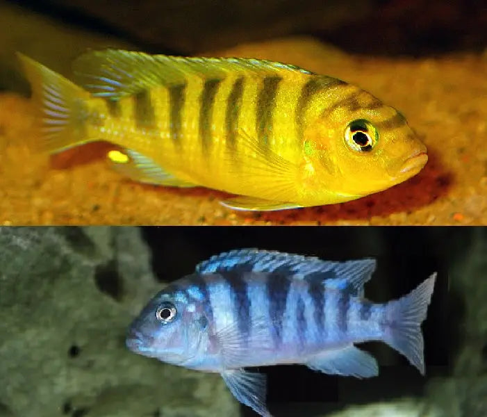Kenyi Cichlid (Maylandia lombardoi) – African Mbuna with bright yellow females and blue-striped males, active and territorial Lake Malawi aquarium fish