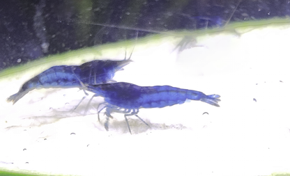 Blue Dream Neocaridina Shrimp