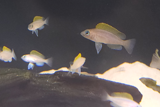 Red Fin Caudopunctatus "Kapampa"