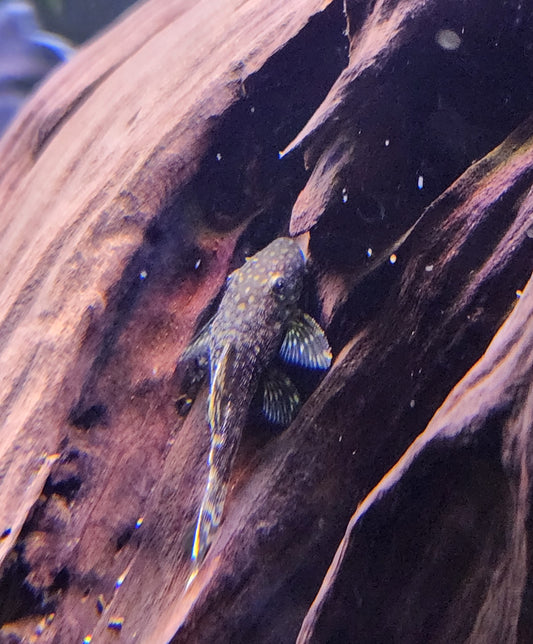 Chocolate  Bushynose Pleco 1-2" Unsexed