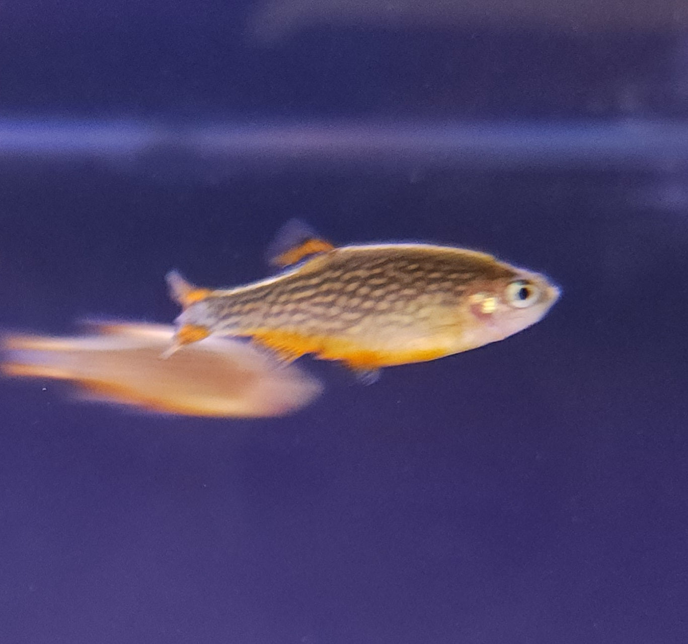 CPDs (Celestial Pearl Danio) - COMING SOON