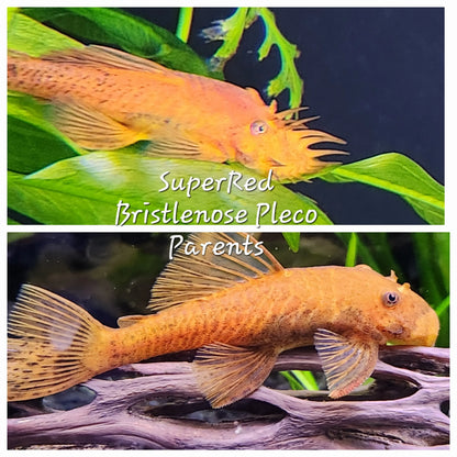 Super Red Bristlenose Pleco – vibrant orange-red pleco resting on driftwood in a freshwater planted aquarium.