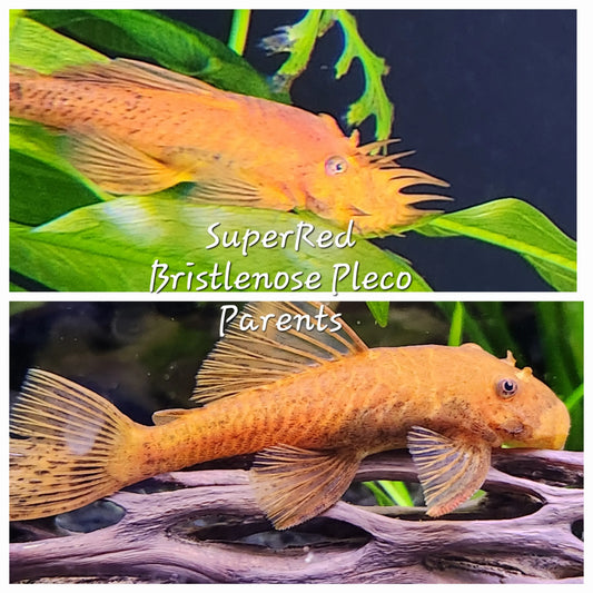 Super Red Bristlenose Pleco – vibrant orange-red pleco resting on driftwood in a freshwater planted aquarium.