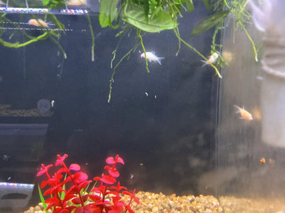 Albino Aeneus Corydoras swimming in a planted freshwater aquarium with red plants and gravel substrate