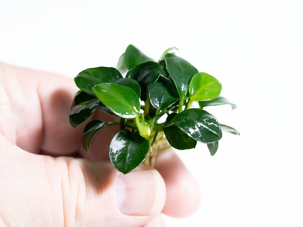 Anubias Barteri