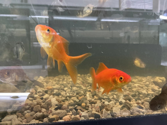 Pond Comet Goldfish with long flowing tail in outdoor pond