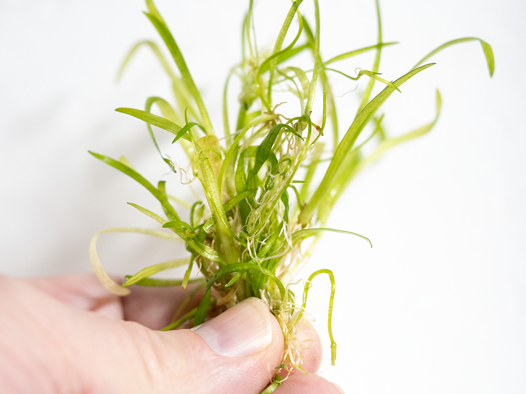 Dwarf Sagittaria Subulata