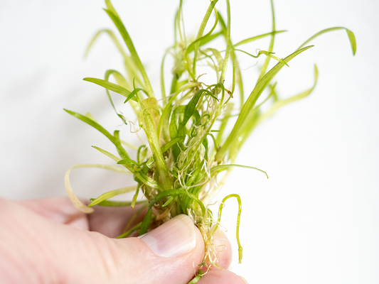 Dwarf Sagittaria Subulata