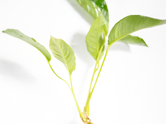 Anubias Heterphylla