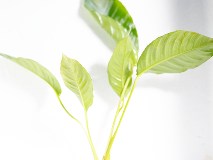 Anubias Heterphylla