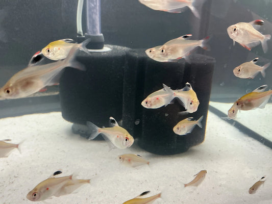 Bleeding Heart Tetra Tropical Treasures Wyo