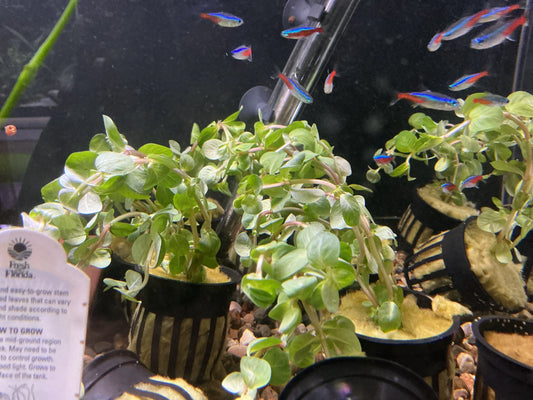 Rotala rotundifolia – Vibrant Red-Green Stem Plant Tropical Treasures Wyo LLC