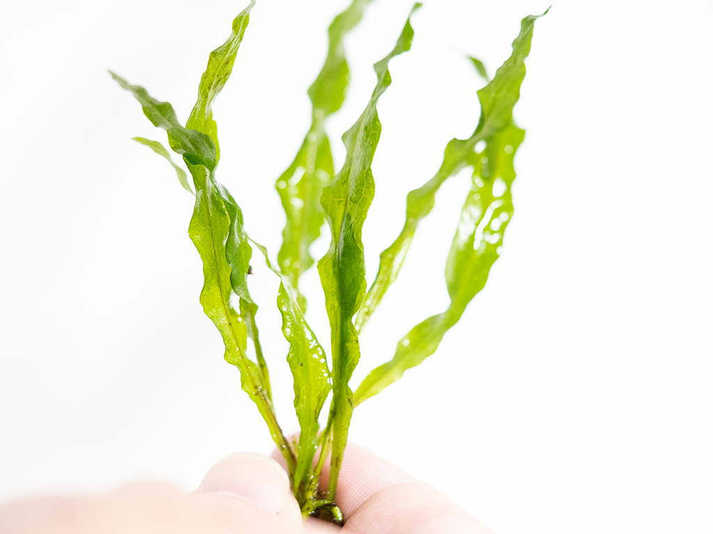 Java Fern