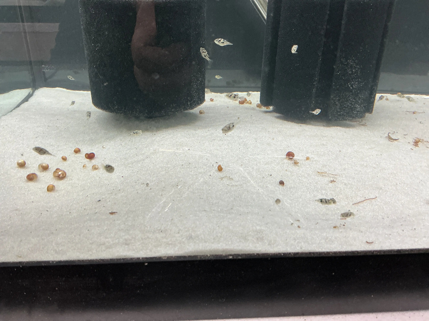 Pea Puffer (Carinotetraodon travancoricus) – tiny 1-inch freshwater pufferfish with round body and bright eyes, swimming in a planted aquarium.