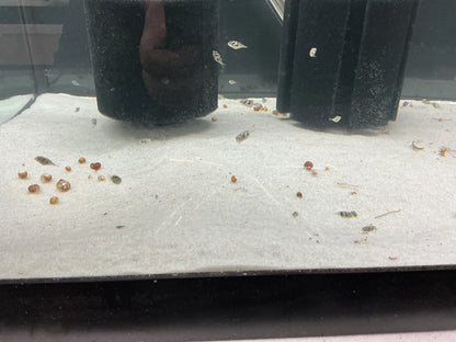 Pea Puffer (Carinotetraodon travancoricus) – tiny 1-inch freshwater pufferfish with round body and bright eyes, swimming in a planted aquarium.