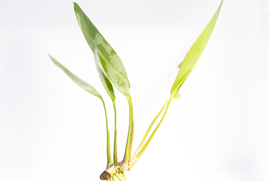 Anubias Congensis Broad Leaf