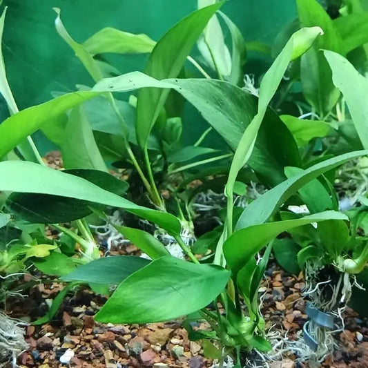 Anubias Nana Large broad-leaf aquarium plant in freshwater tank