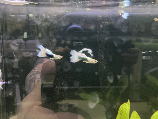 White Tuxedo guppy male with bright white body and dark tail