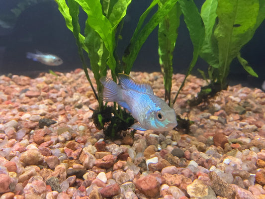 Electric Blue Acura Tropical Treasures Wyo LLC
