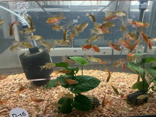 Rosy Barb Longfin (Pethia conchonius) – vibrant freshwater aquarium fish with rosy-pink body and elegant flowing fins, ideal for community aquariums.