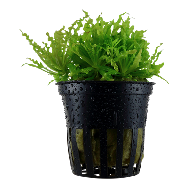 “Pogostemon helferi (Downoi) – vibrant green aquatic plant with curly, star-shaped leaves growing in the foreground of a planted aquarium.”