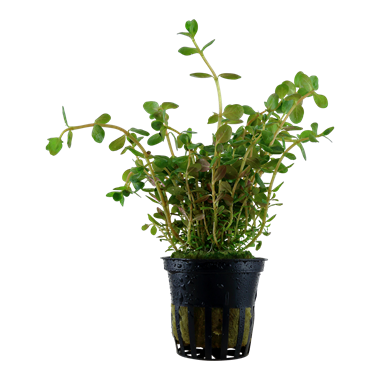 Rotala rotundifolia ‘Round’ – Vibrant pink-green aquarium stem plant with rounded leaves growing in freshwater tank