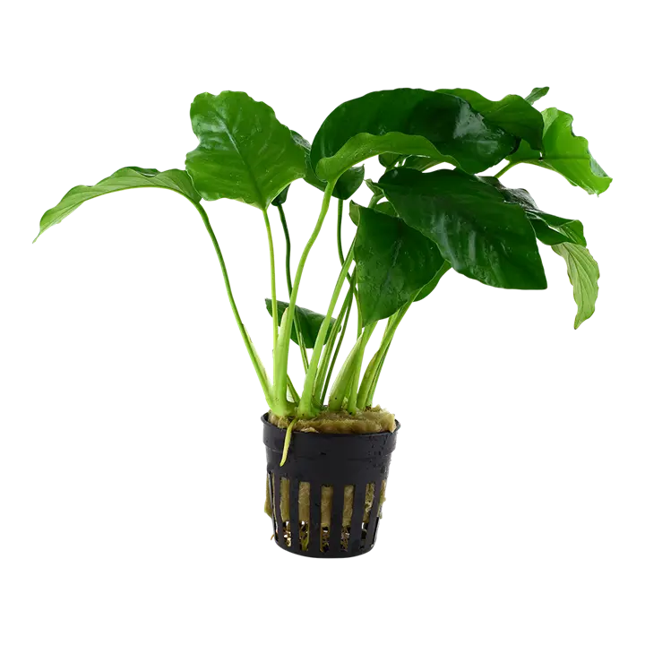 Anubias barteri var barteri live aquarium plant