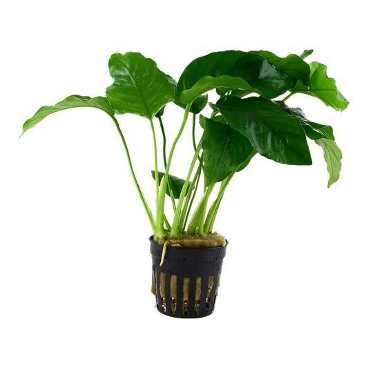 Anubias barteri var barteri live aquarium plant