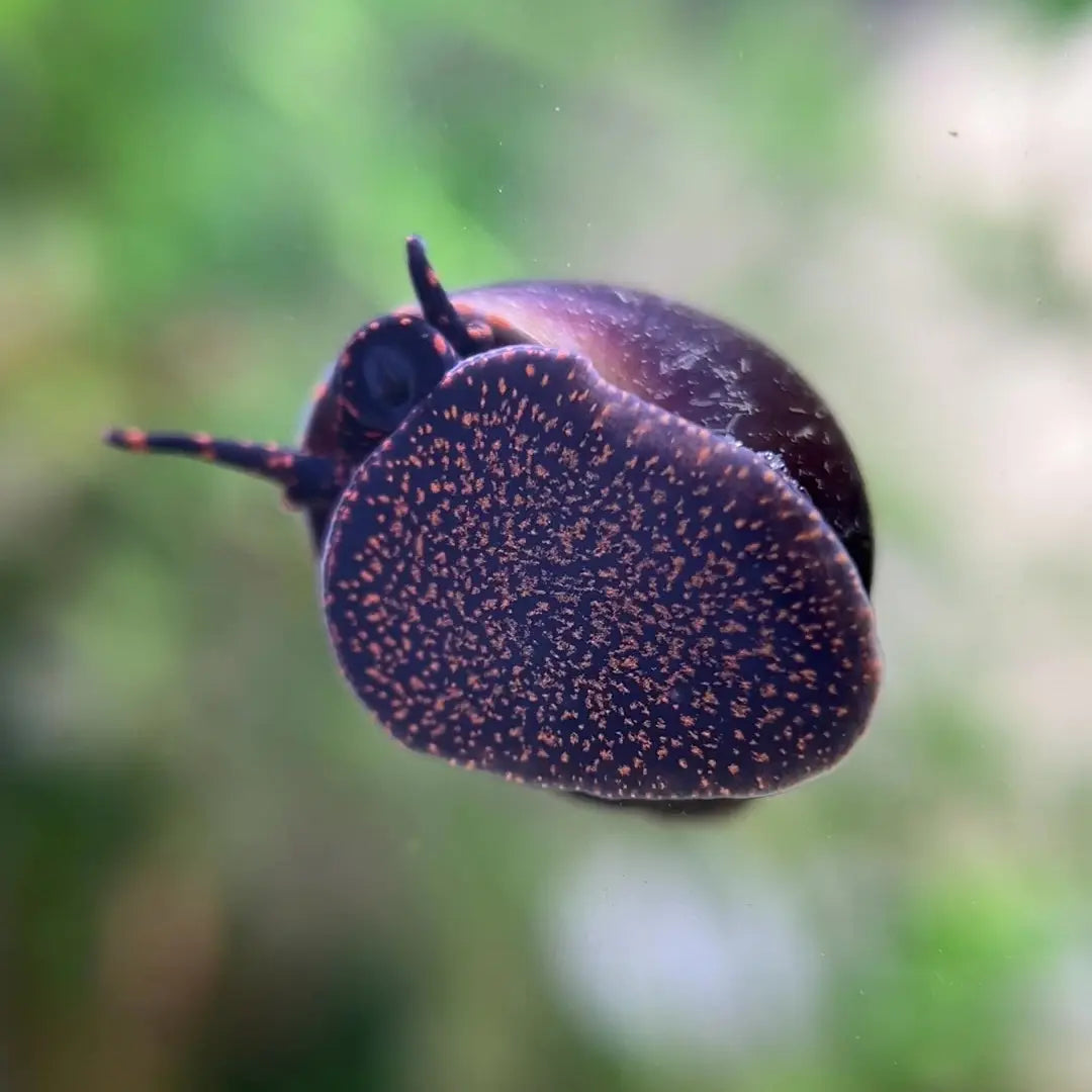 Blueberry Mystery Snail (Pomacea bridgesii) – peaceful blue freshwater snail with shiny purple-blue shell on aquarium glass surrounded by plants