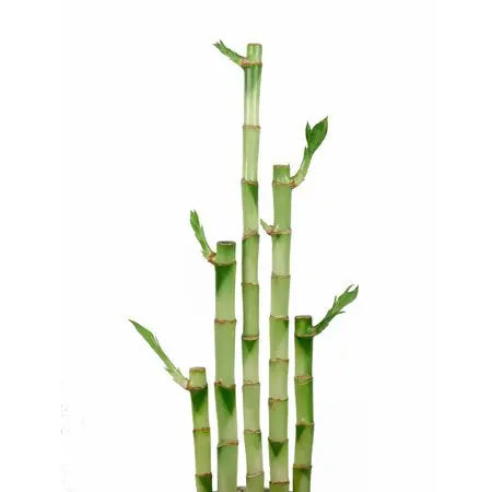 Lucky Bamboo Straight Tropical Treasures Wyo LLC