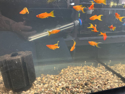 Sunkist Orange Lyretail Molly (Poecilia sphenops) – bright orange freshwater livebearer fish with flowing lyretail fins, swimming in a planted aquarium