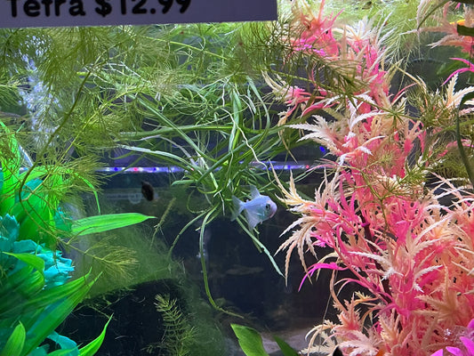 GloFish® Cosmic Blue® Tetra