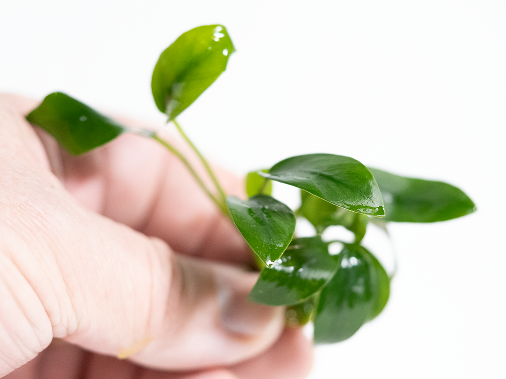 Anubias Bonsai