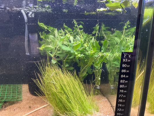 Proserpinaca palustris stem plant mid to background in aquascape